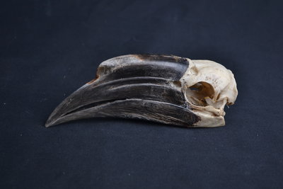 Schedel Blauwkeelneushoornvogel vrouw