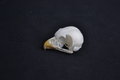 Skull-Lesser-flamingo-#2