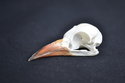 schedel vuurkopbaardvogel